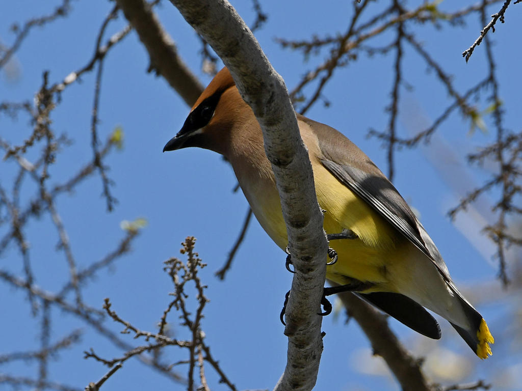Waxwing2.jpg