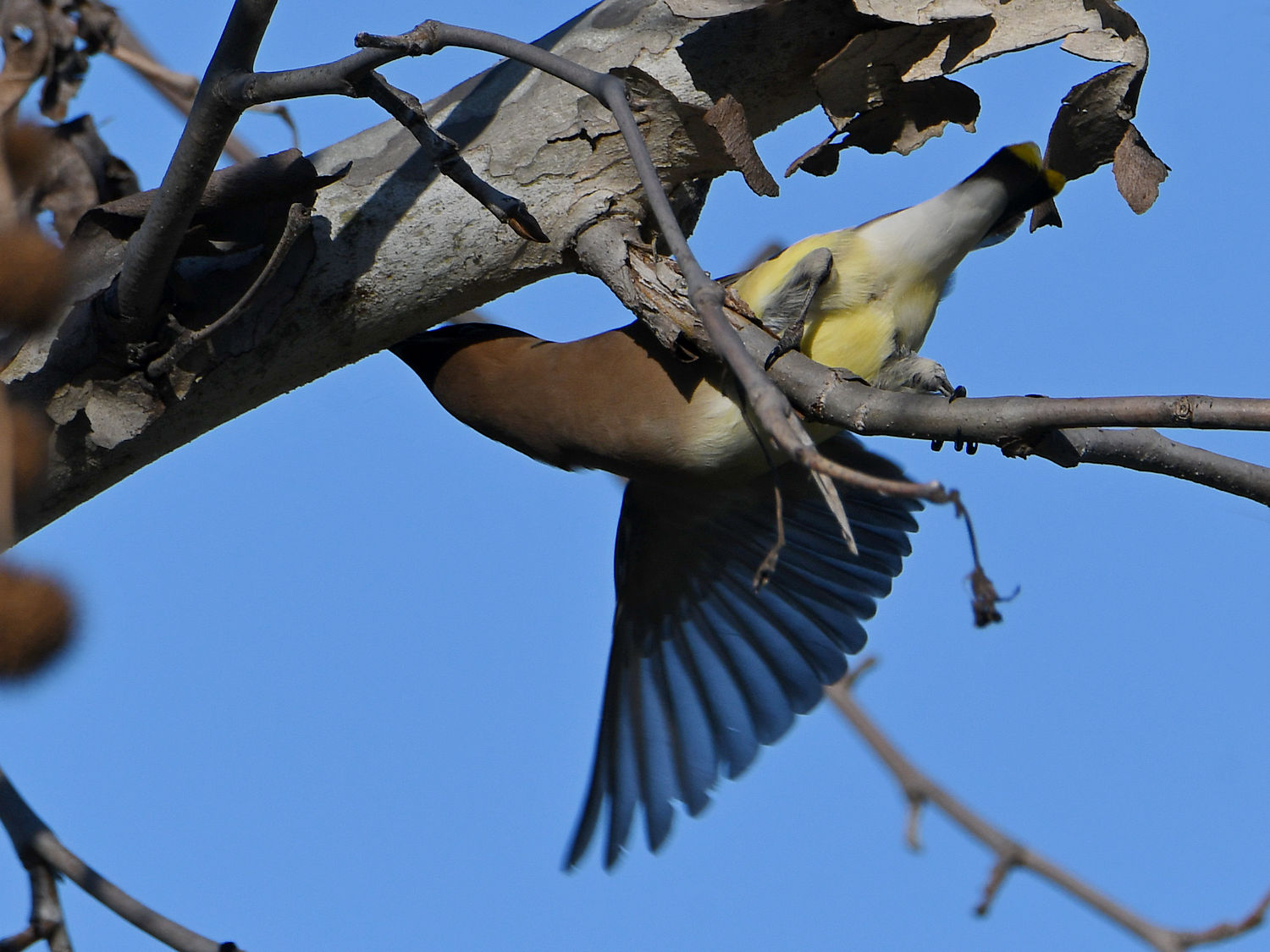 Waxwing2.jpg