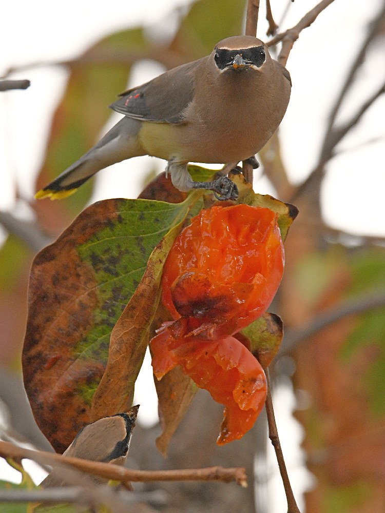Waxwing20.jpg