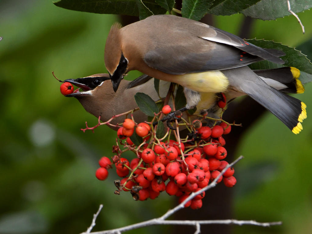 Waxwing20.jpg