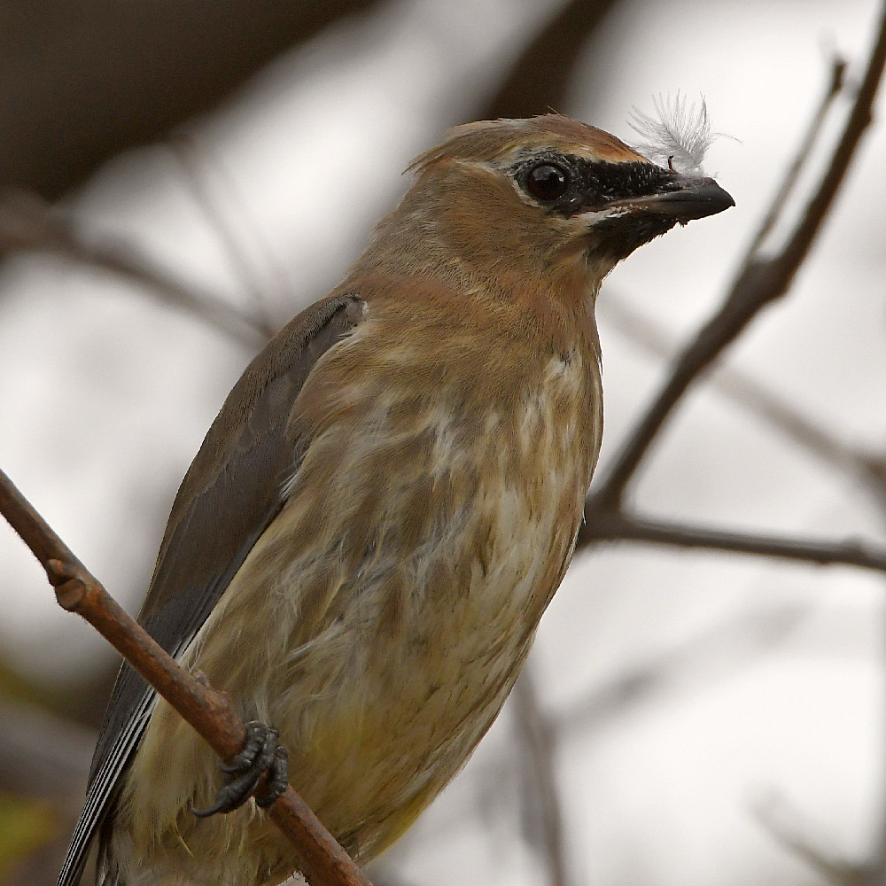 Waxwing21.jpg