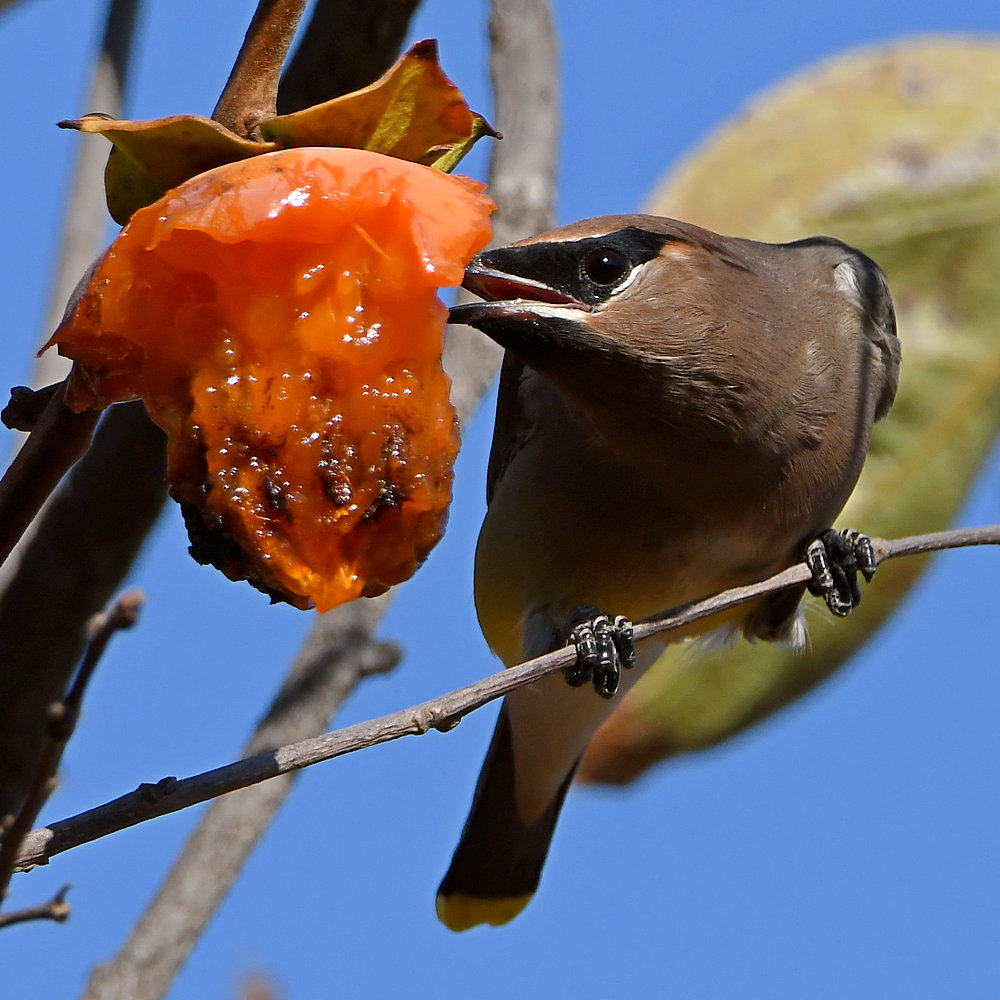 Waxwing21.jpg
