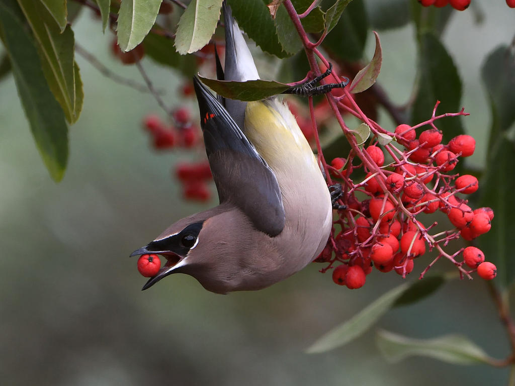 Waxwing26.jpg