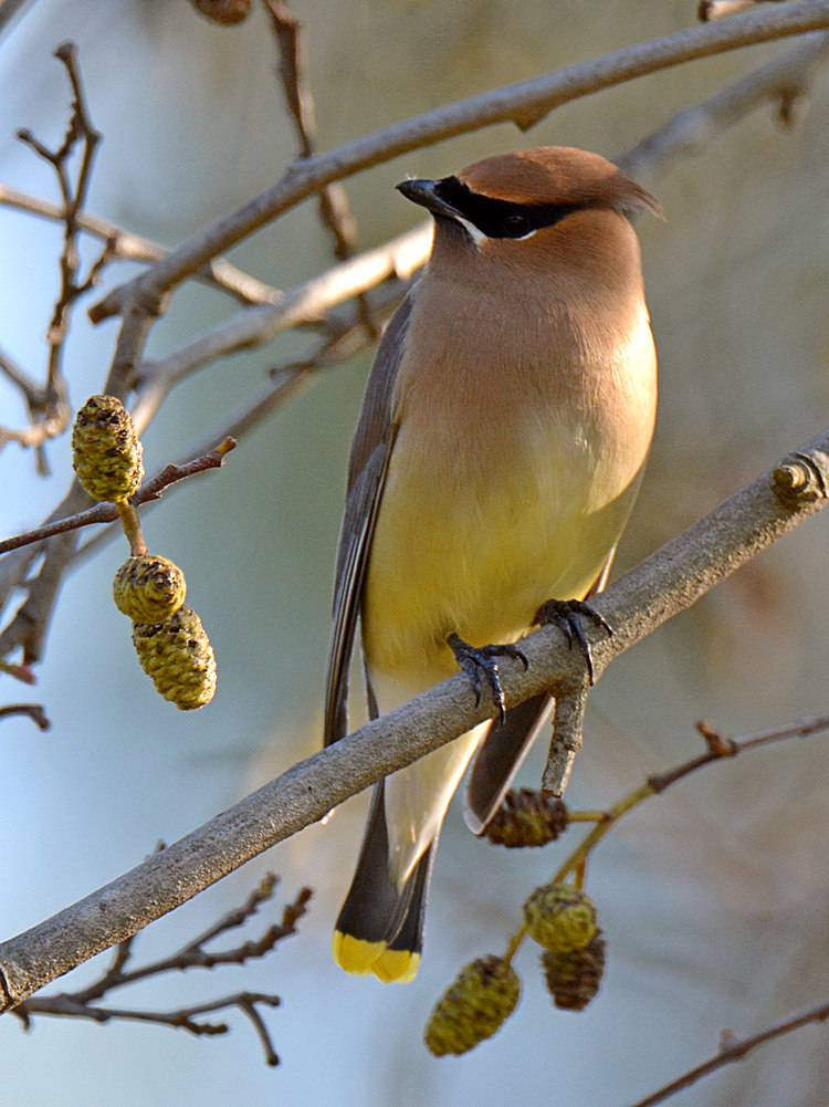 Waxwing3.jpg
