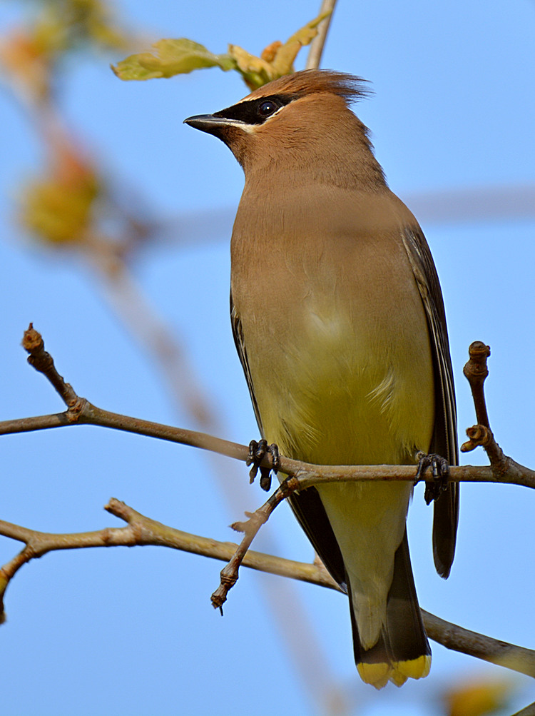 Waxwing3.jpg
