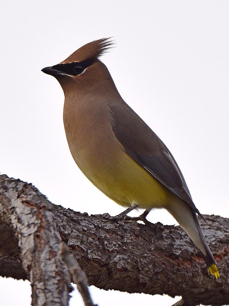 Waxwing3.jpg