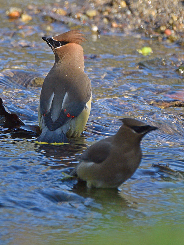 Waxwing3.jpg