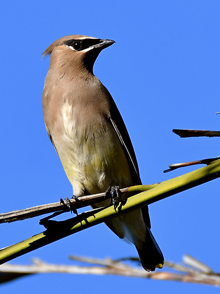 WaxWing3.jpg