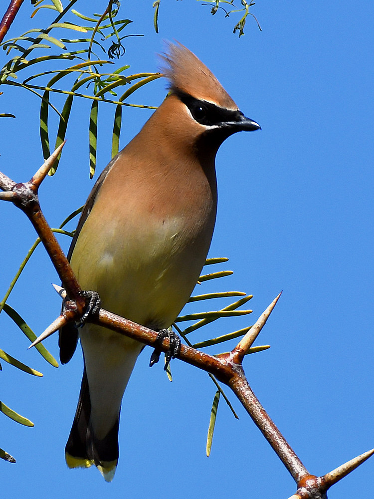 Waxwing3.jpg