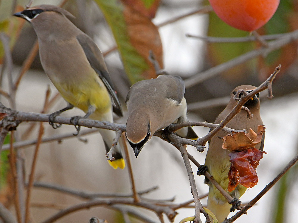 Waxwing3.jpg