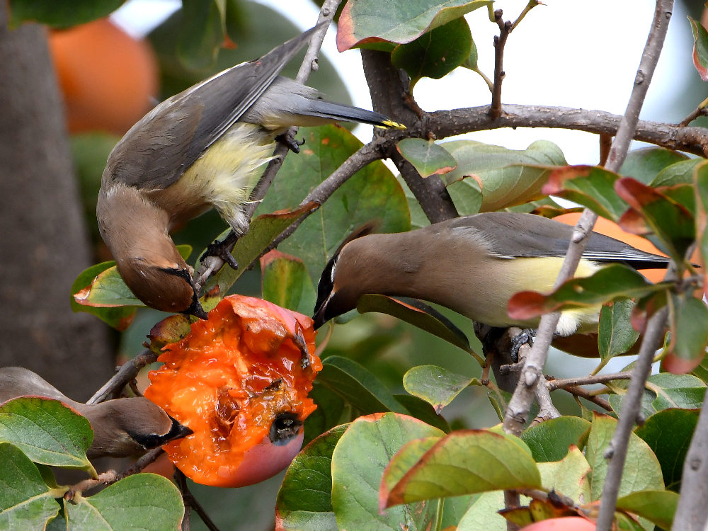Waxwing3.jpg