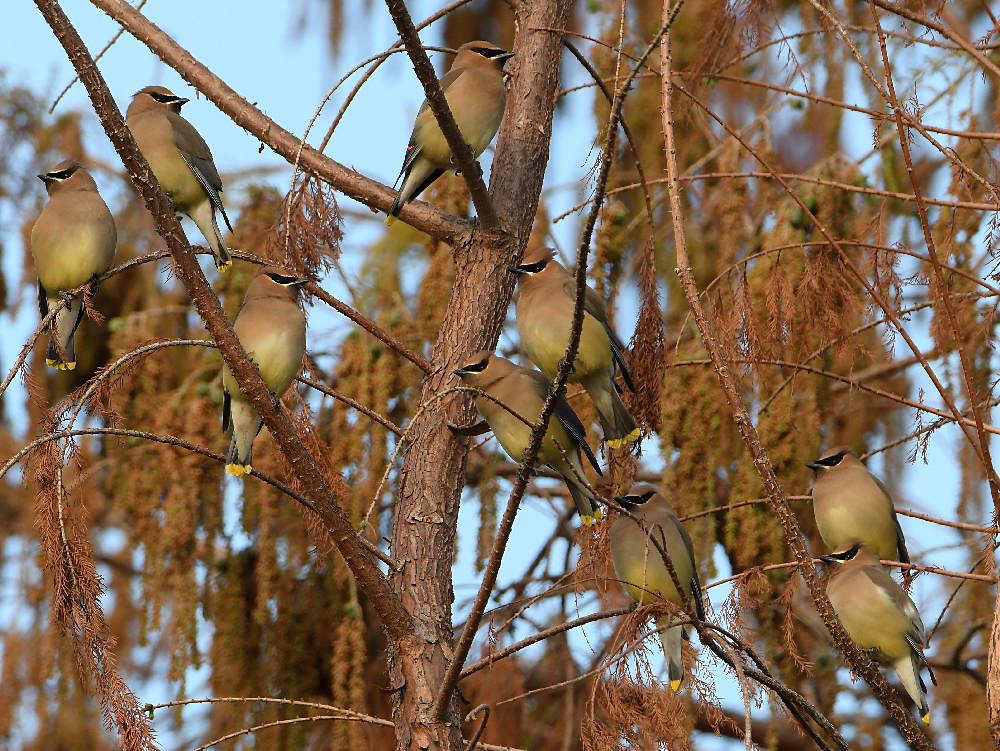 WaxWing3.jpg