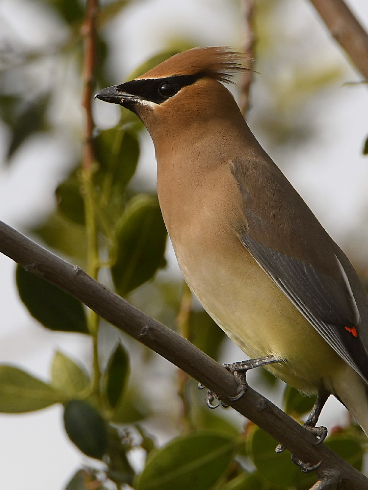 Waxwing3.jpg