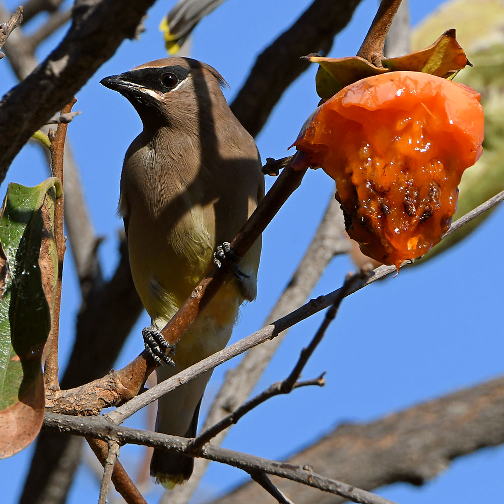Waxwing3.jpg