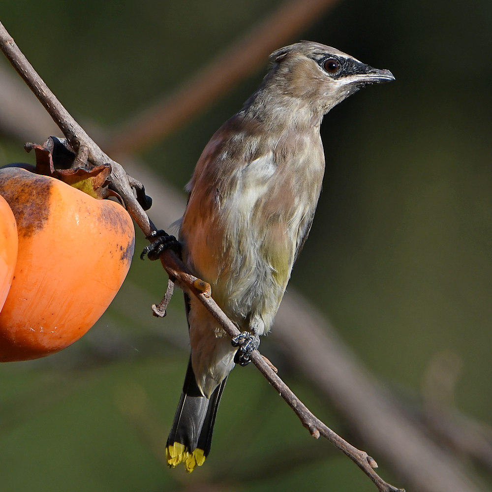 Waxwing3.jpg