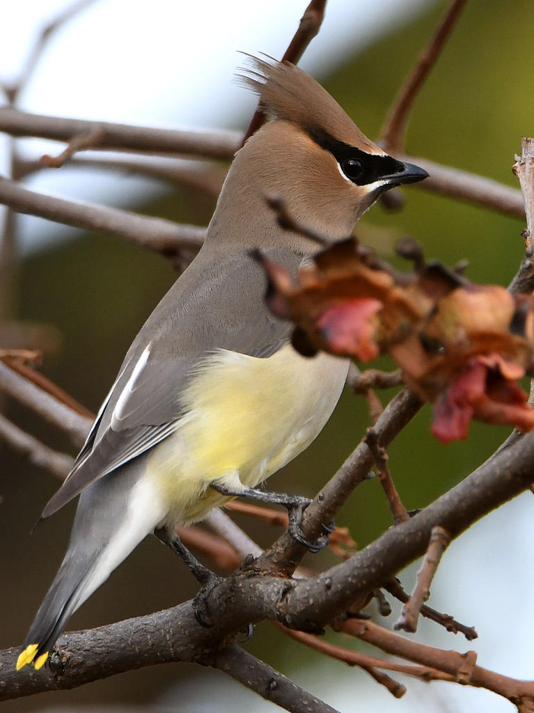 WaxWing3.jpg