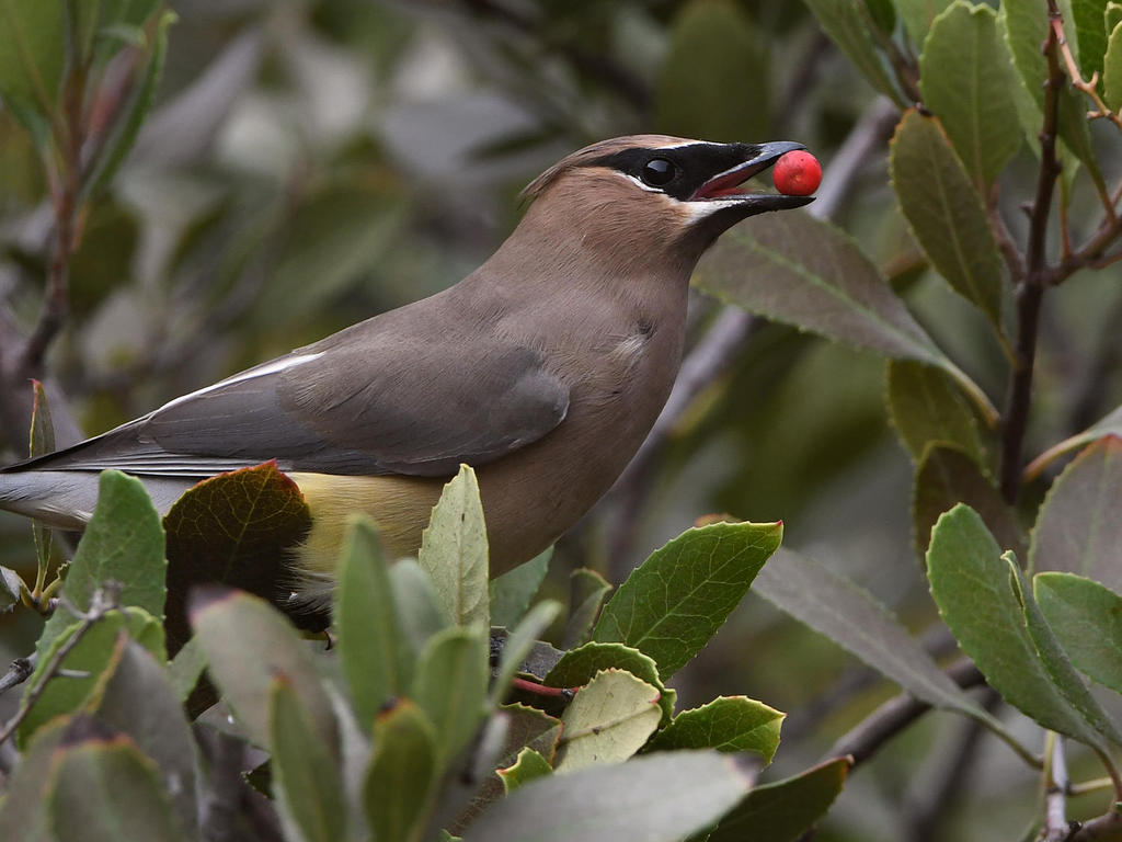 Waxwing3.jpg