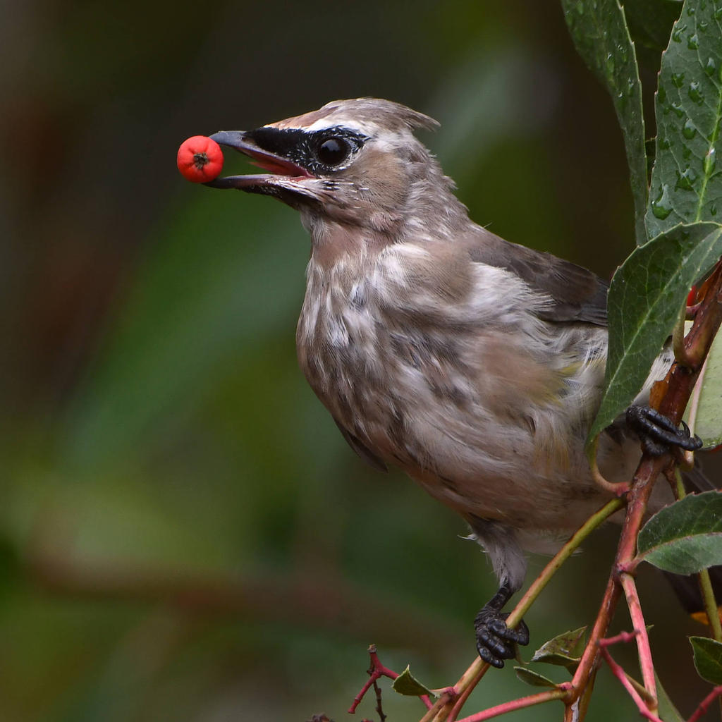 Waxwing33.jpg