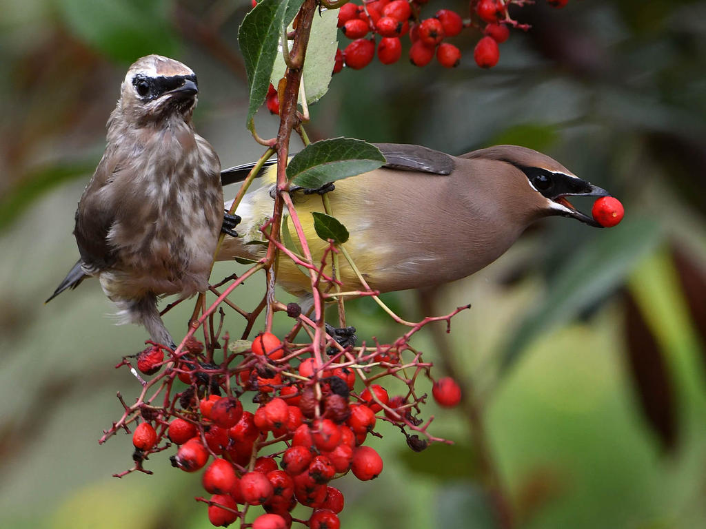 Waxwing34.jpg
