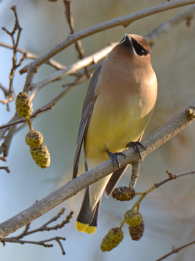 Waxwing4.jpg