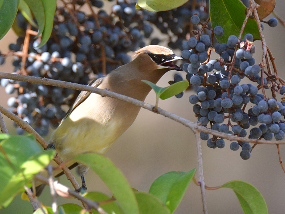 Waxwing4.jpg