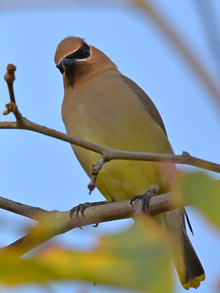 Waxwing4.jpg