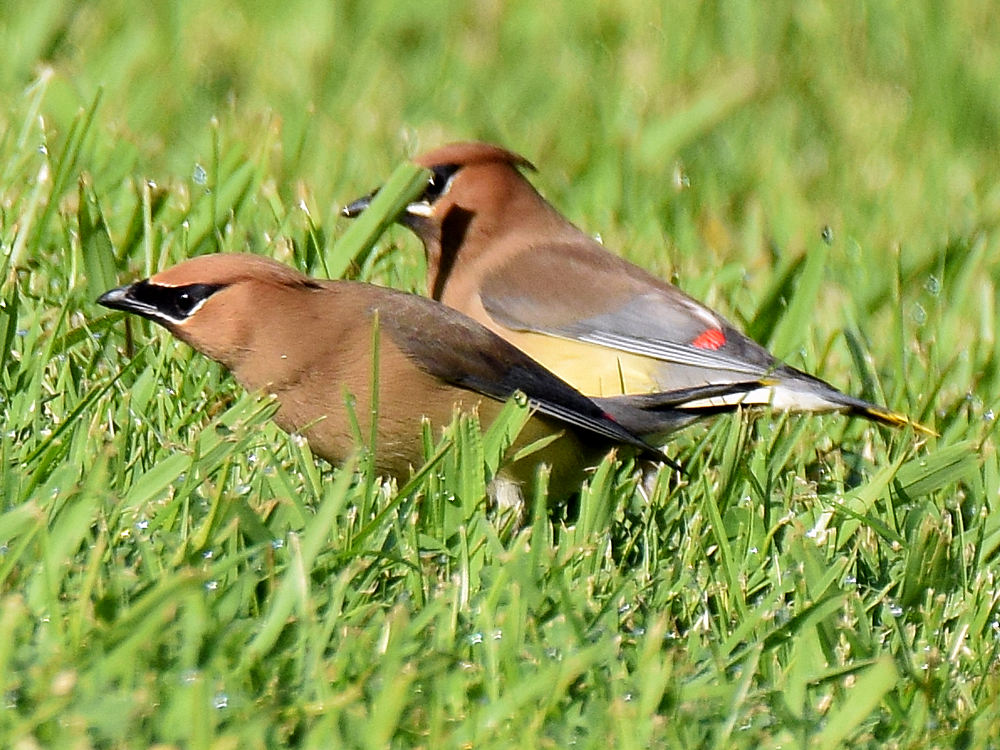 Waxwing4.jpg