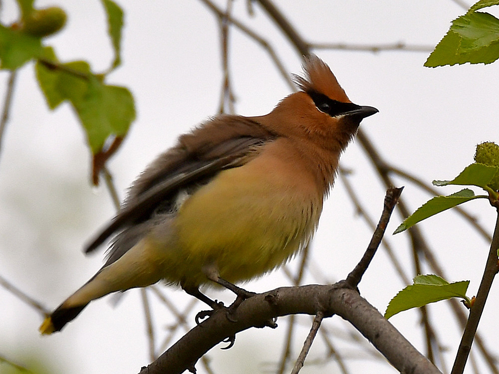 Waxwing4.jpg