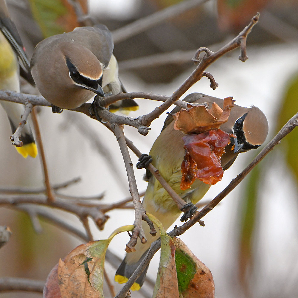 Waxwing4.jpg