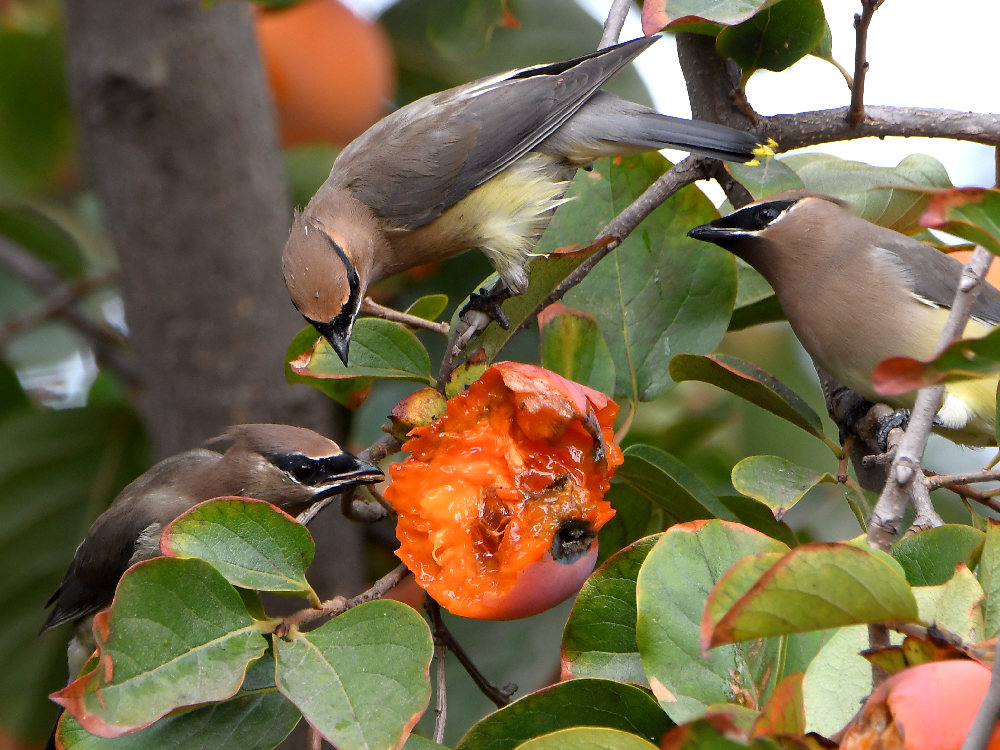 Waxwing4.jpg