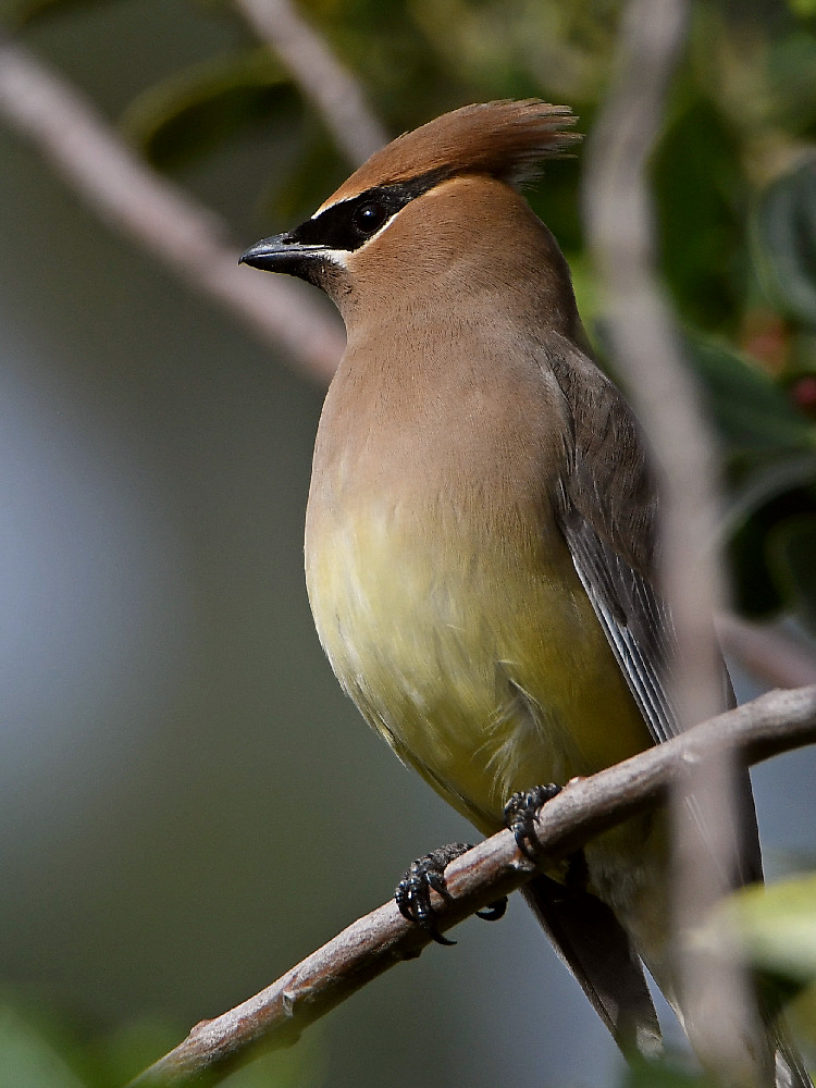 Waxwing4.jpg