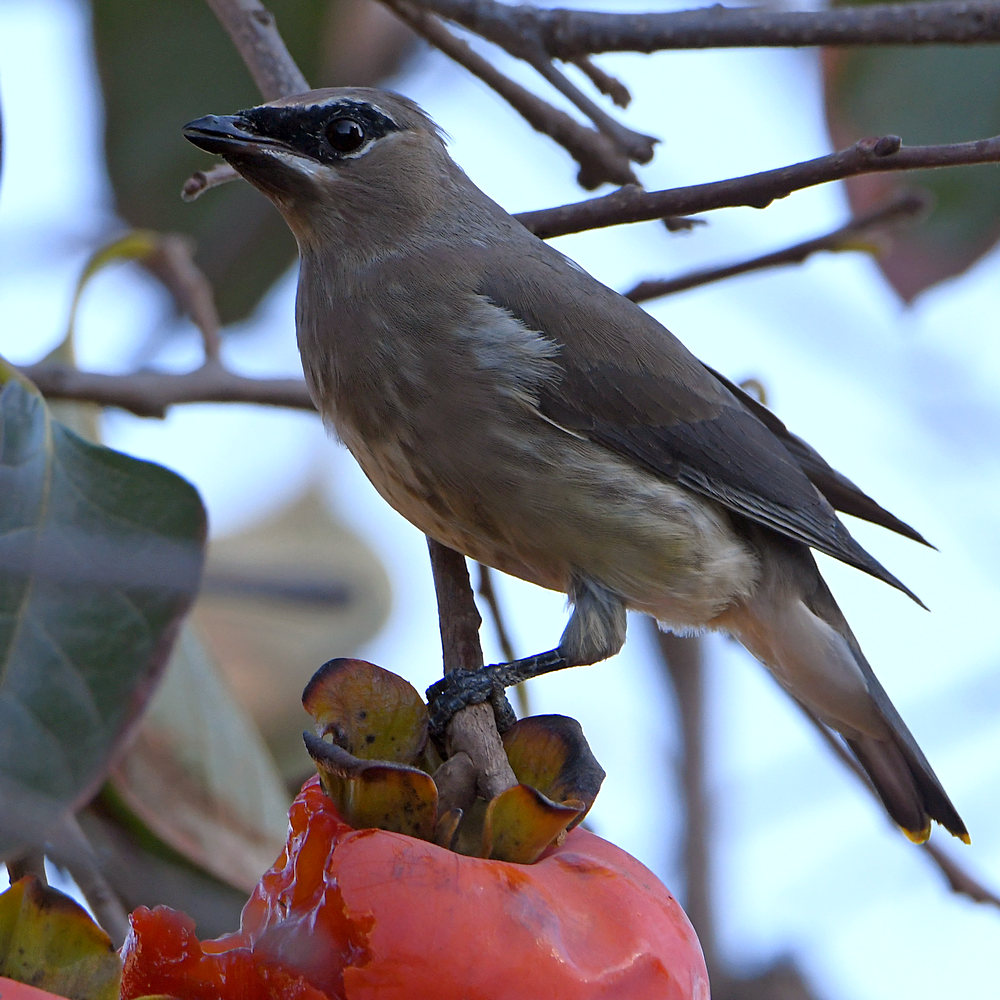 Waxwing4.jpg