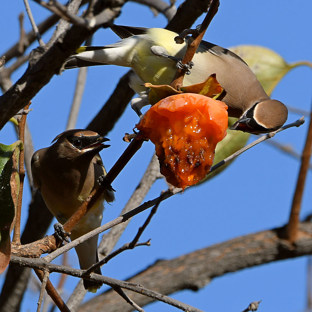 Waxwing4.jpg