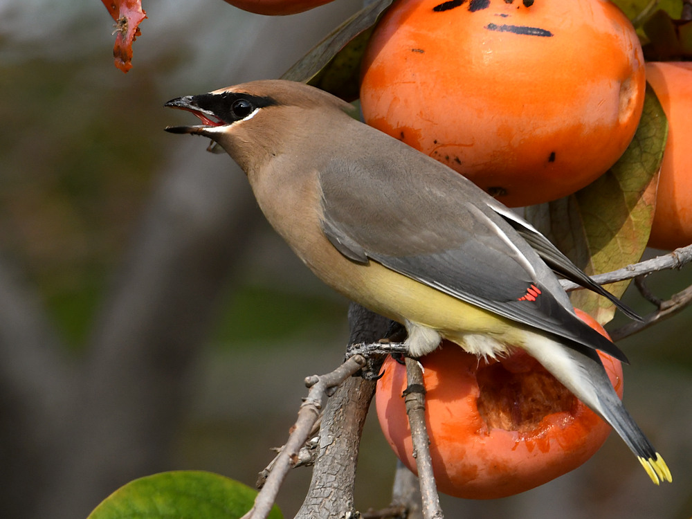 WaxWing4.jpg