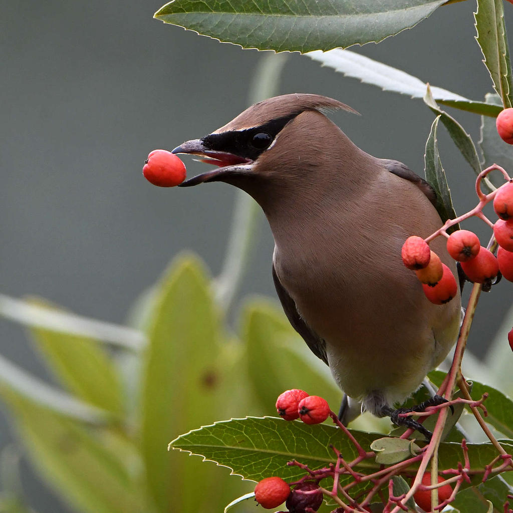 Waxwing41.jpg