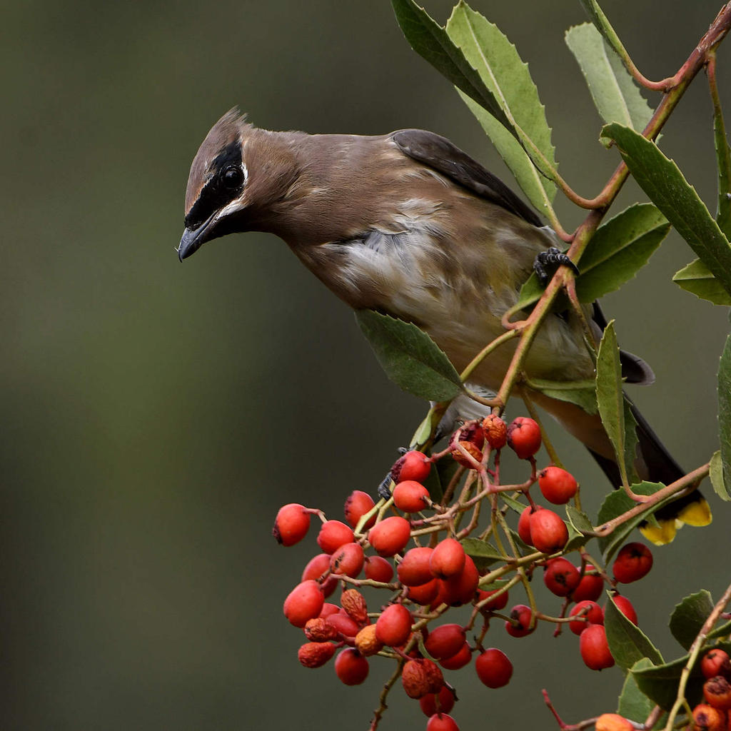 Waxwing43.jpg