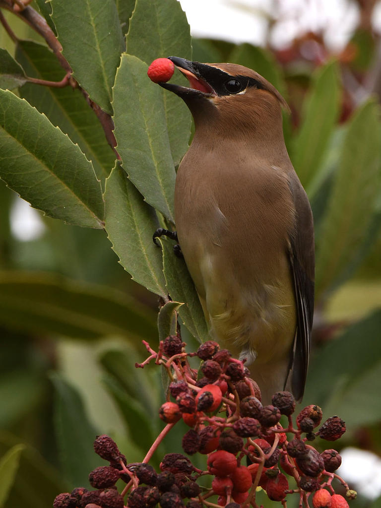 Waxwing45.jpg