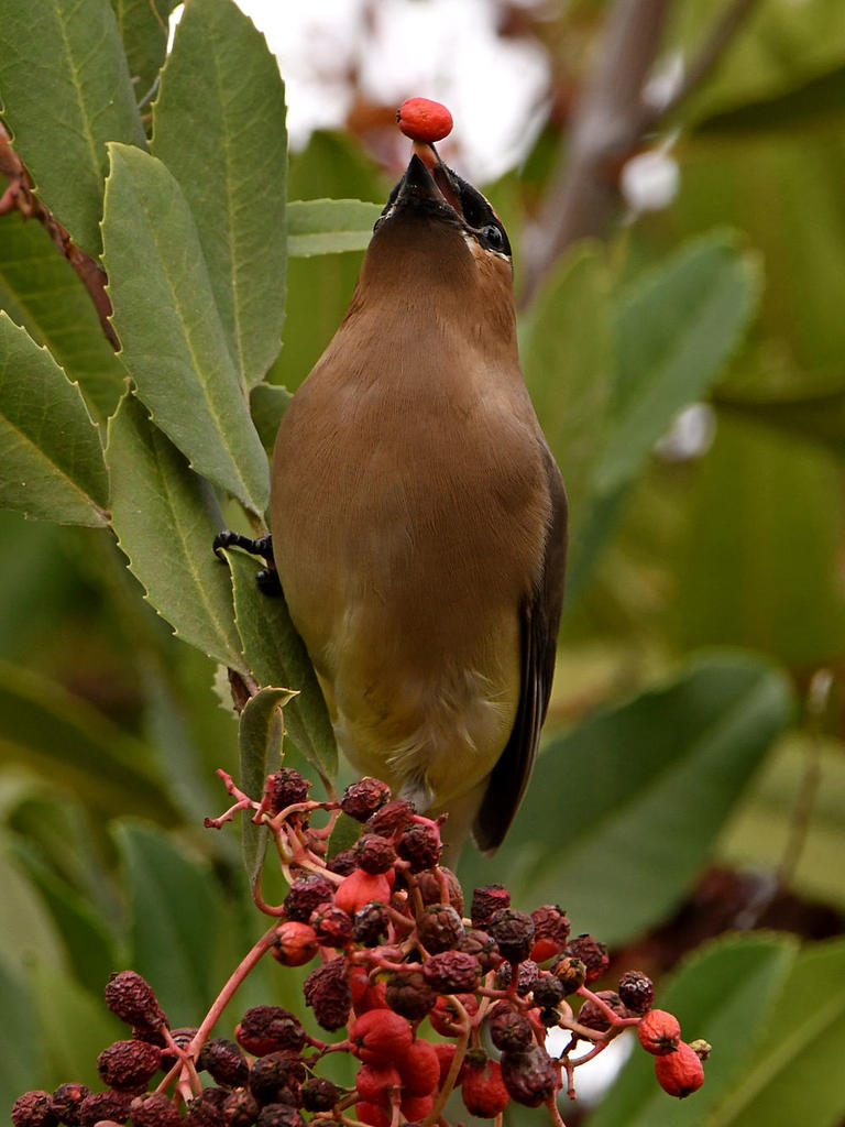 Waxwing46.jpg
