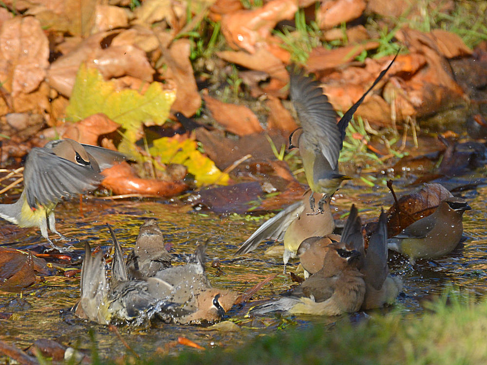 Waxwing5.jpg