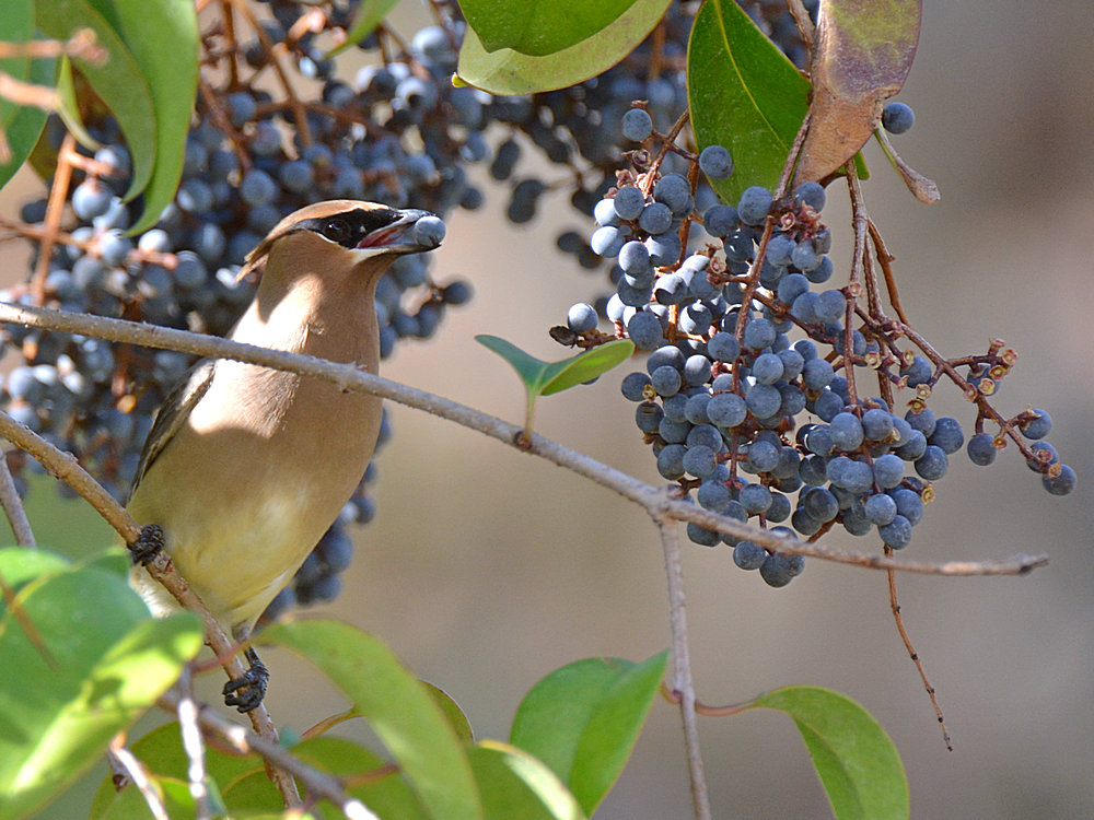 Waxwing5.jpg