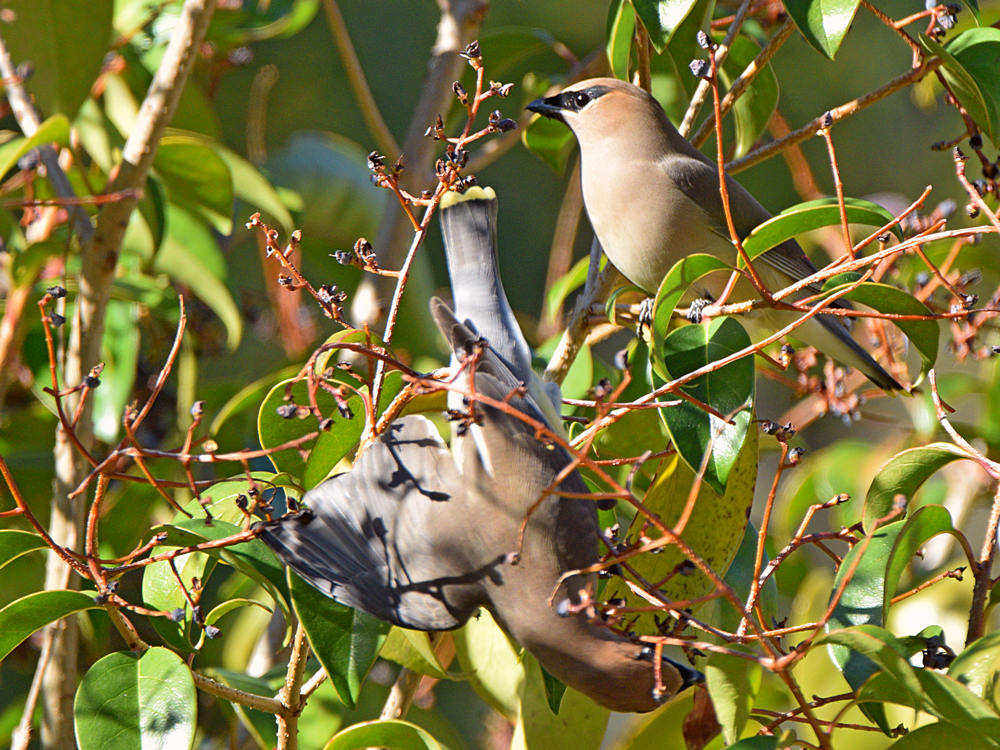 WaxWing5.jpg