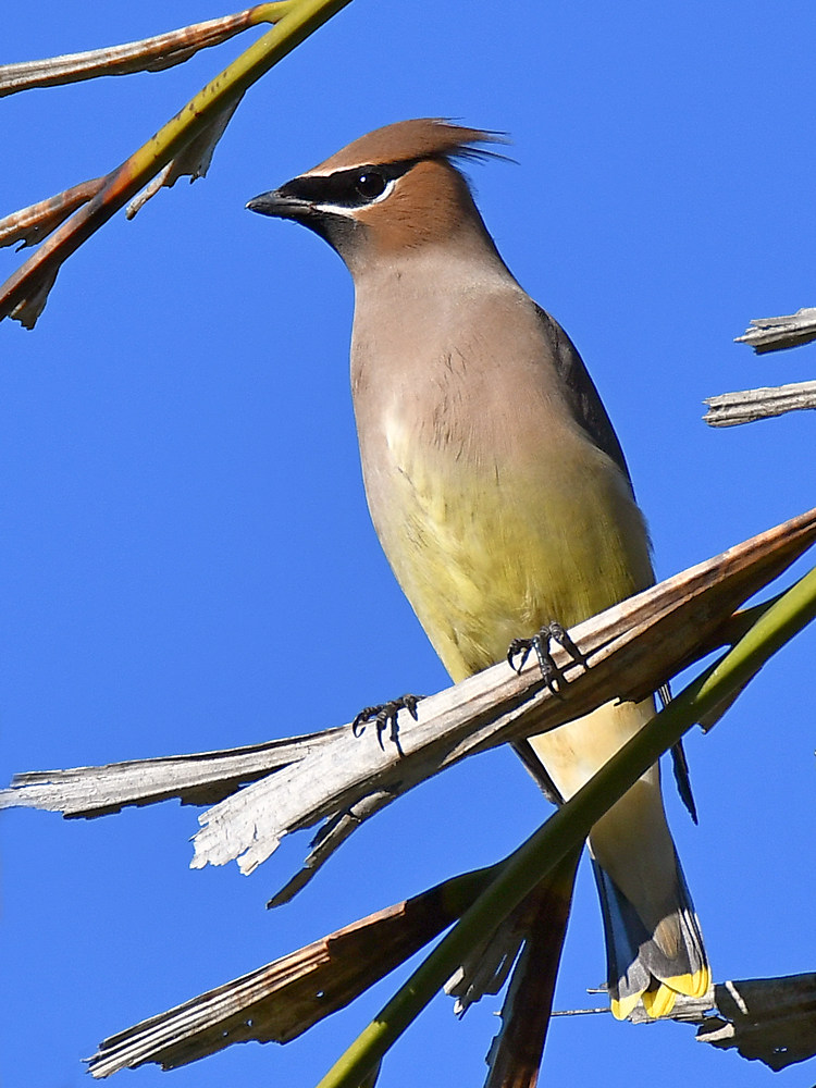 WaxWing5.jpg