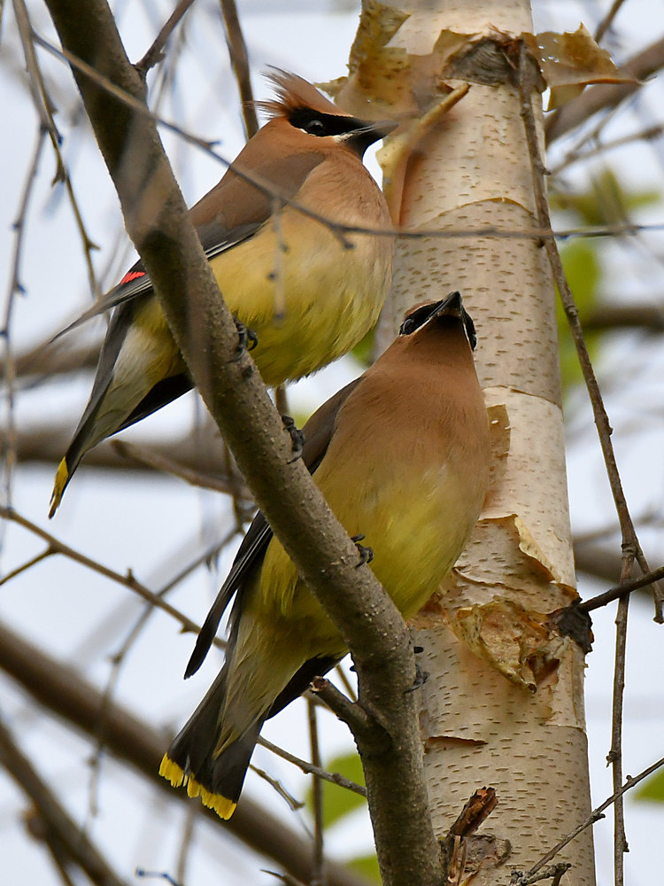 Waxwing5.jpg