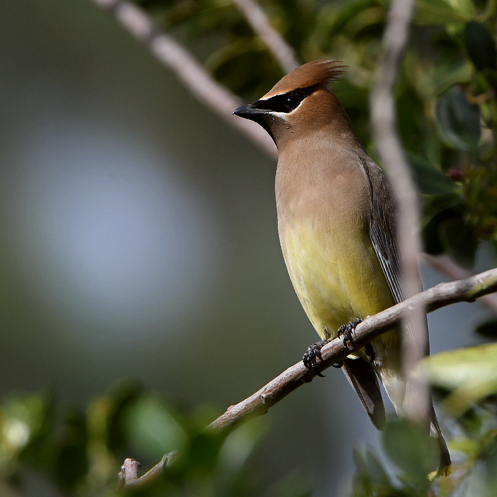 Waxwing5.jpg