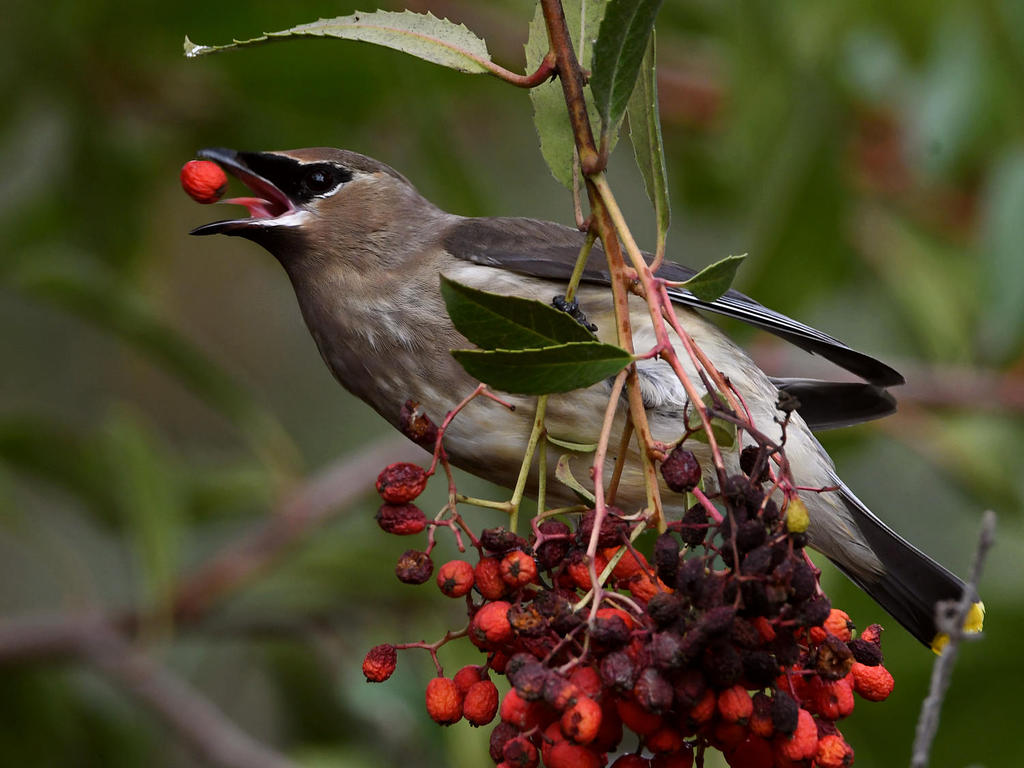 Waxwing50.jpg