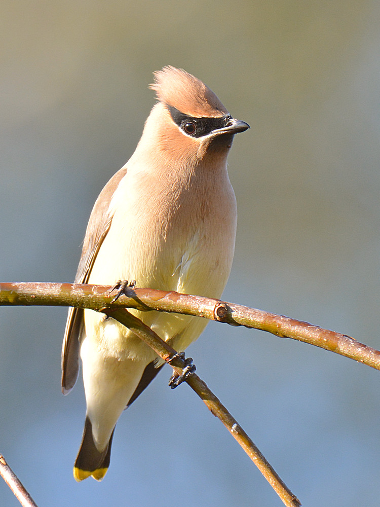 Waxwing6.jpg