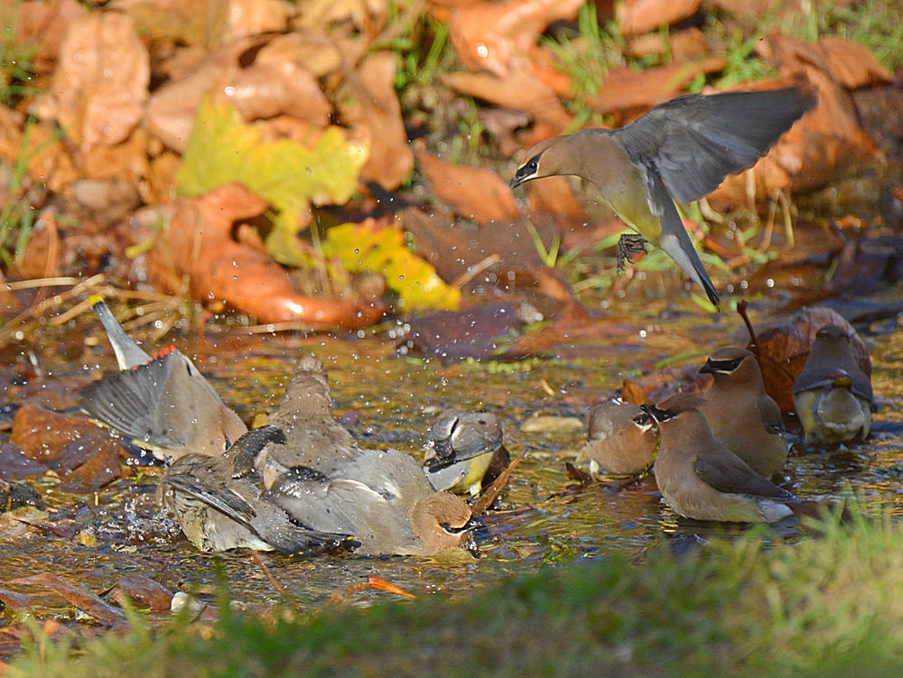Waxwing6.jpg