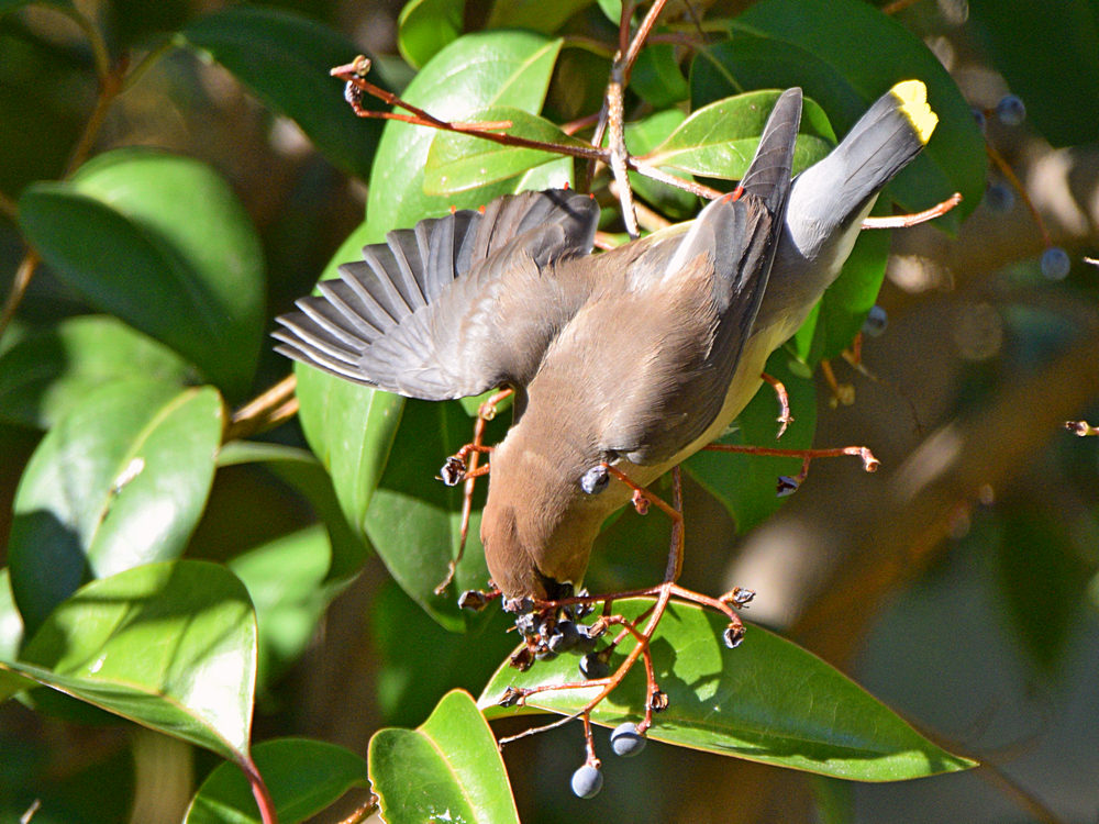 WaxWing6.jpg