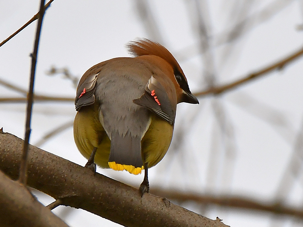 Waxwing6.jpg