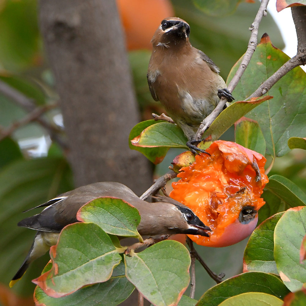 Waxwing6.jpg